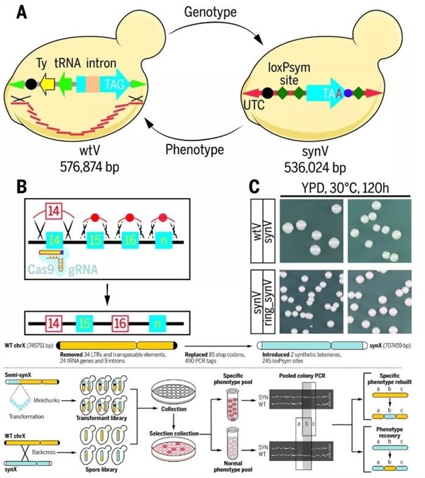 u=2434195122,3994246933&fm=173&s=A2A7B50A510E75EF1B65C1420300F0F1&w=600&h=676&img